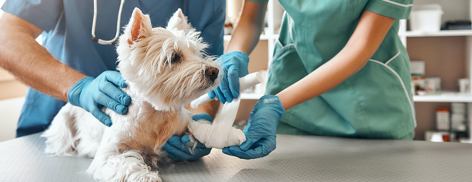 بهترین کشور برای مهاجرت دامپزشکان در 2026